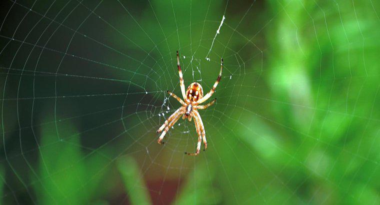 Một số thích nghi mà nhện có là gì?