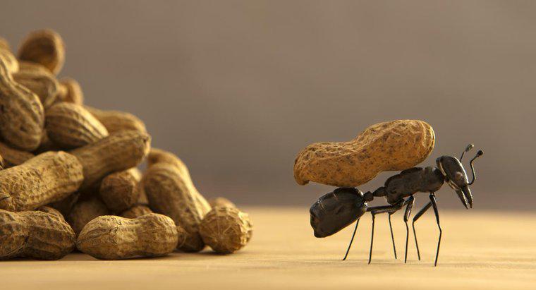 Cách tốt nhất để thoát khỏi kiến ​​là gì?