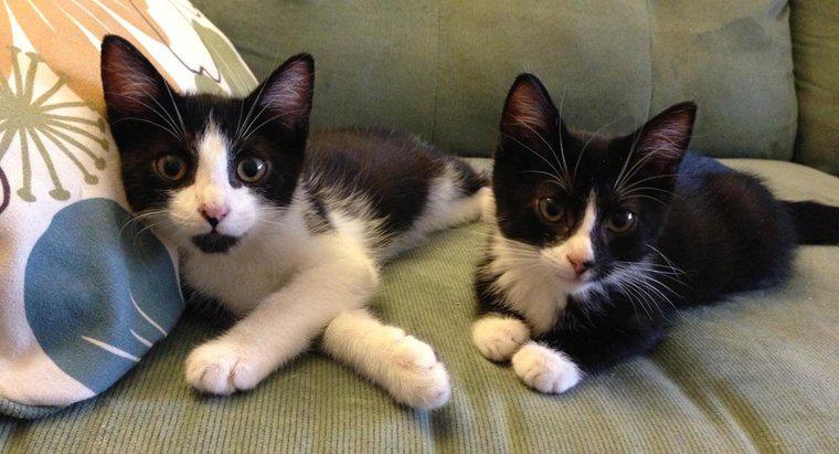 Một số tên mèo sinh đôi là gì?