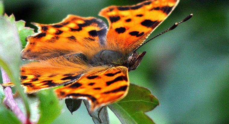 Tên khoa học của một loài bướm là gì?