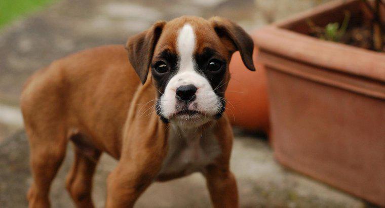 Một số đặc điểm của chó con thuần chủng Boxer là gì?