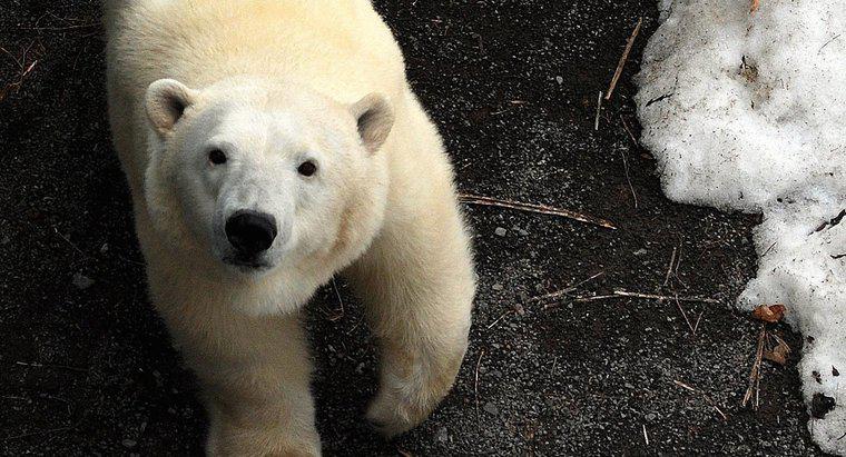 Làm thế nào để Polar Bears tự bảo vệ mình?