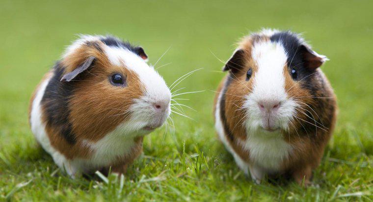 Làm thế nào để bạn nhận ra sự khác biệt giữa lợn Guinea Pig cái và đực?