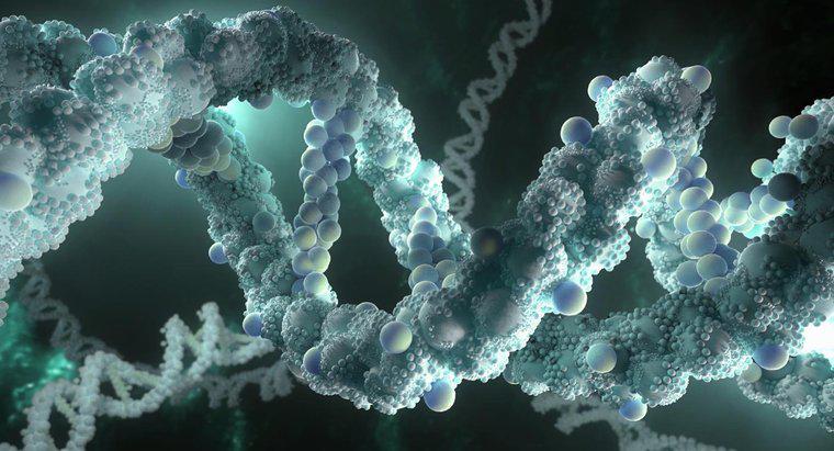 DNA đại diện cho điều gì?