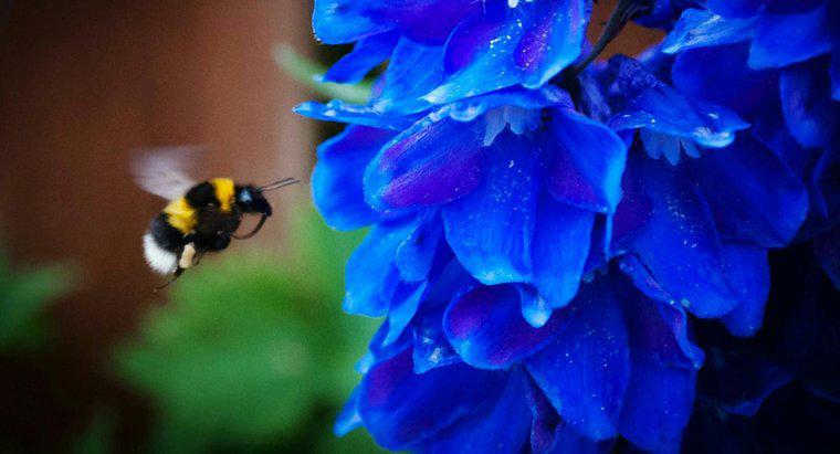 Làm thế nào để bạn thoát khỏi Bumblebees trong sân của bạn?