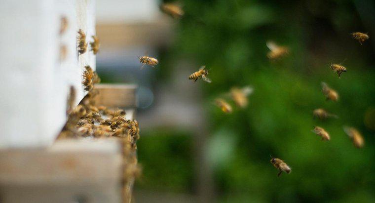 Làm thế nào để bạn thoát khỏi những con ong đang làm tổ trong lòng đất?