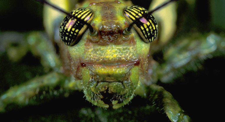Grasshopper Palps là gì?