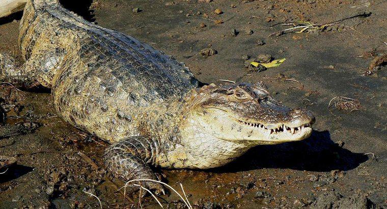 Cân nặng của một con cá sấu là bao nhiêu?