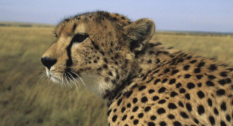Cheetahs sống ở đâu?