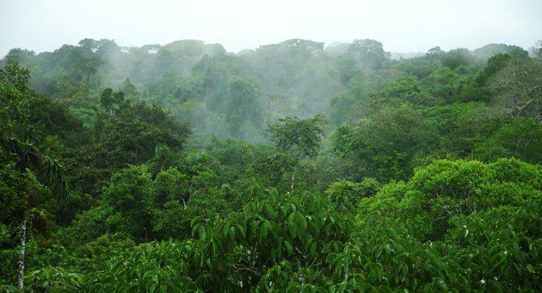 Lượng mưa trung bình trong rừng nhiệt đới Amazon là bao nhiêu?