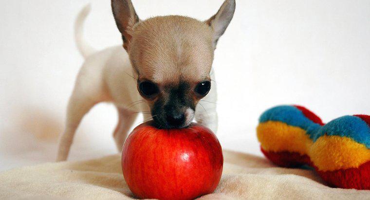 Chó có thể ăn táo không?