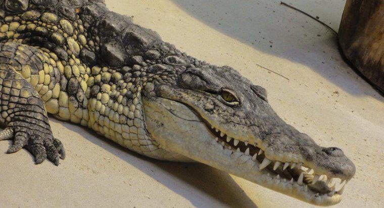 Cá sấu có bao nhiêu răng?