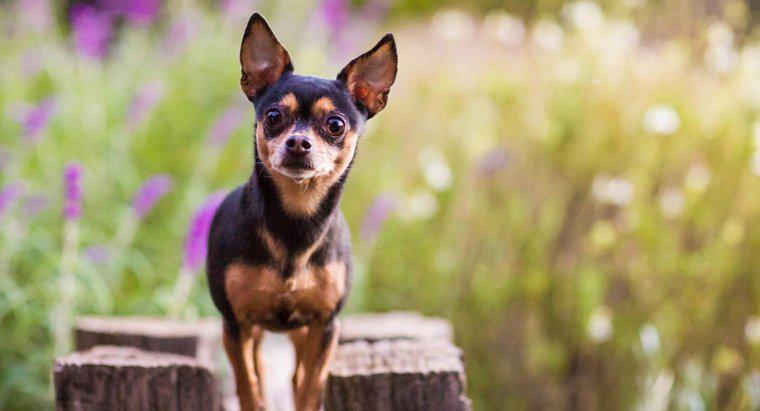 Chihuahua sống được bao lâu?