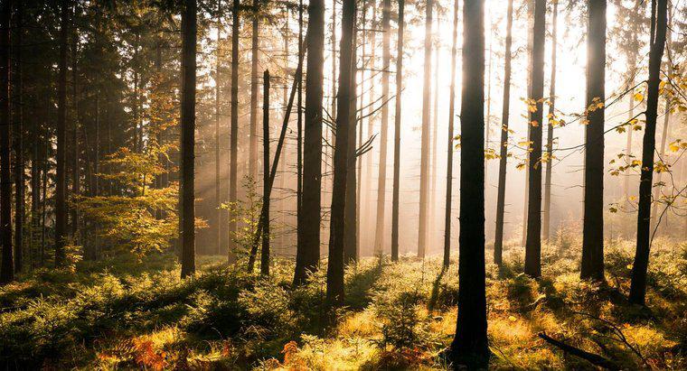 Sự khác biệt giữa rừng và gỗ là gì?