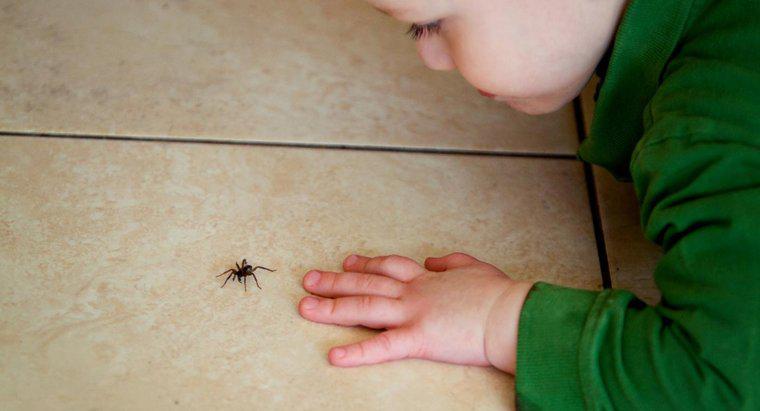 Thuốc xịt diệt nhện tốt nhất là gì?