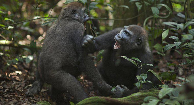 Làm thế nào để Gorillas tấn công?