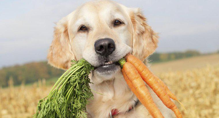 Chó có thể ăn cà rốt sống không?