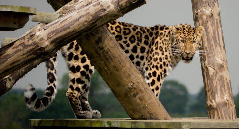 Tại sao Leopards Amur Nguy cấp?
