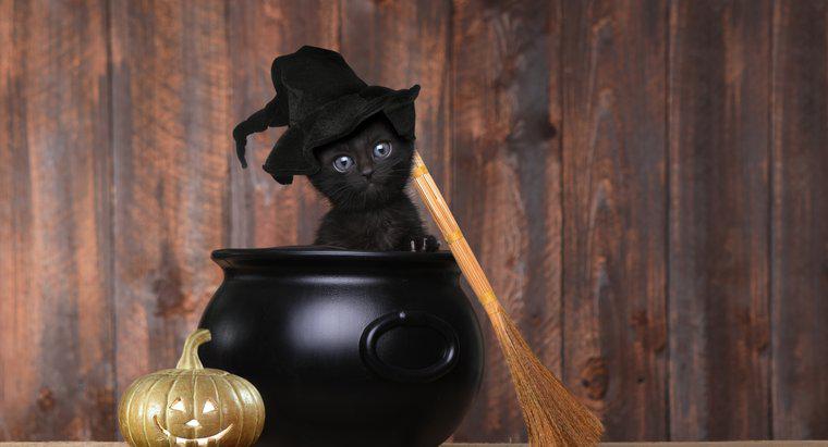 Tại sao Mèo đen là biểu tượng của Halloween?