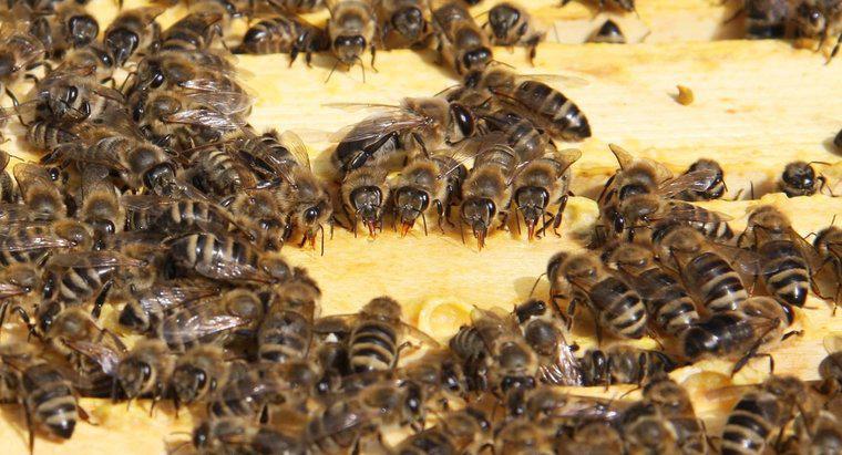 Làm cách nào để thoát khỏi tổ ong?