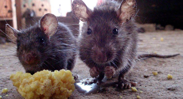 Thuốc xua đuổi chuột tự nhiên là gì?