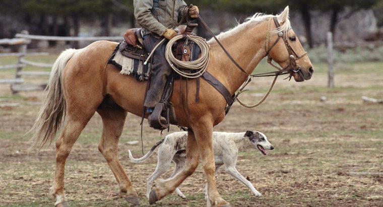 Một con ngựa nhanh hơn một con chó săn?