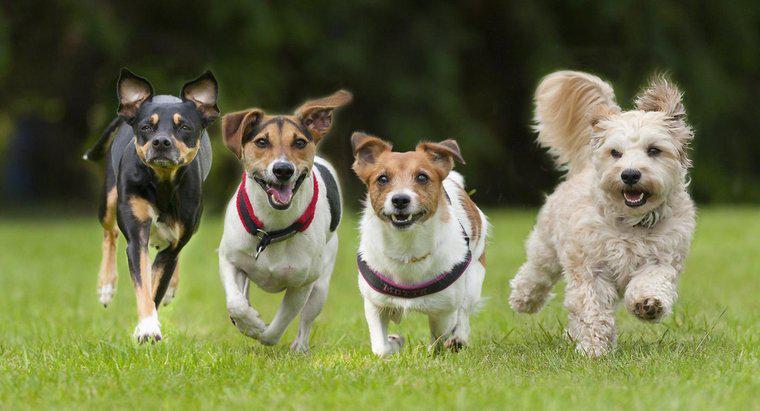 Con chó nhanh nhất thế giới là gì?