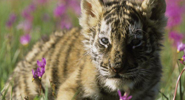 Kích thước của một con hổ Siberia con là gì?