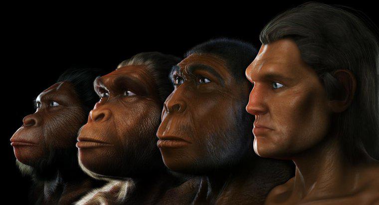 Australopithecus đã sống ở đâu?