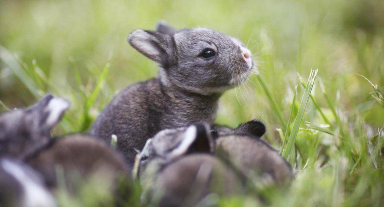 Thỏ có bao nhiêu con trong một lứa đẻ?