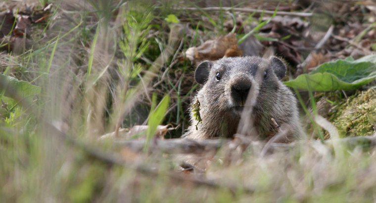 Sự khác biệt giữa Groundhog và Woodchuck là gì?