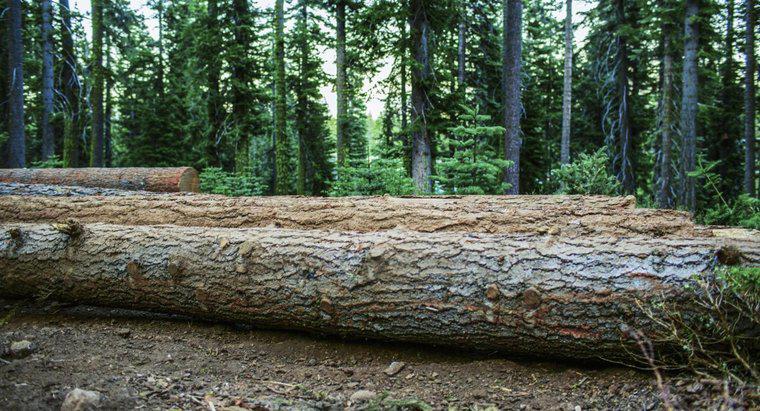 Các tác động môi trường của việc phá rừng là gì?