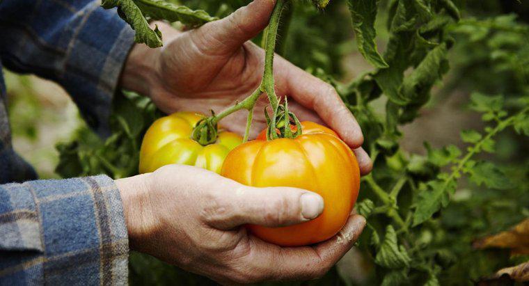 Một số mẹo trồng cà chua là gì?
