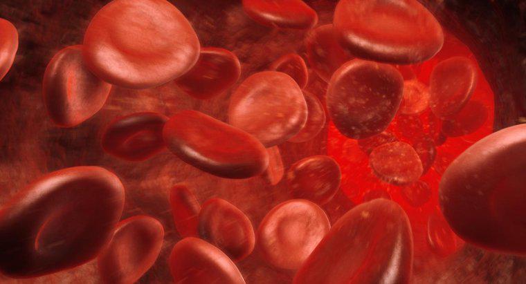 Số lượng Hemoglobin tăng cao có nghĩa là gì?