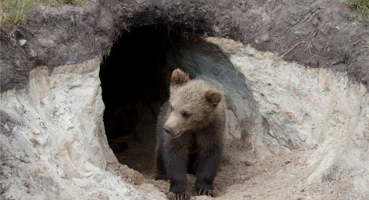 Gấu có sống trong hang không?