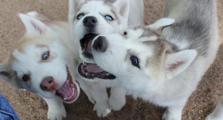 Có bao nhiêu con chó con giống Siberian Huskies thường có?