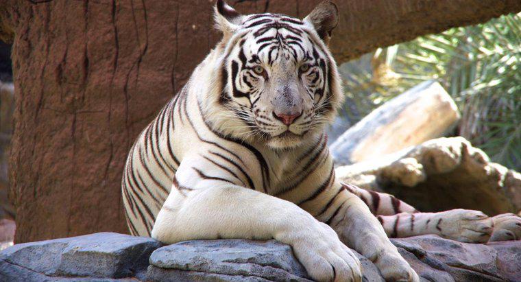 Còn lại bao nhiêu con hổ trắng trên thế giới?