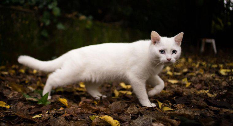Mèo trắng tượng trưng cho điều gì?