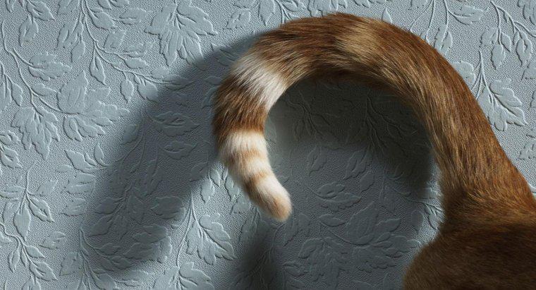 Điều gì có nghĩa là khi một con mèo vẫy đuôi của nó?