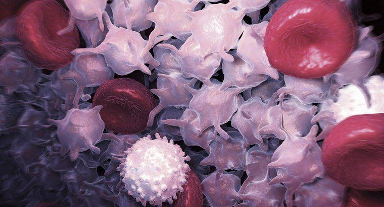 Số lượng tế bào máu trắng cao có thể có nghĩa là gì?