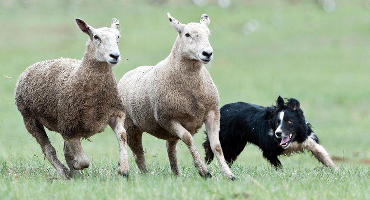 Các giống chó chăn cừu khác nhau là gì?