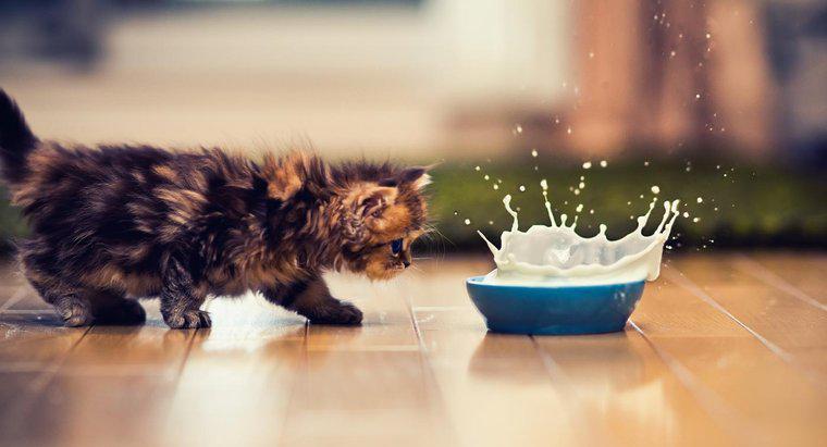 Tại sao mèo uống sữa lại có hại?