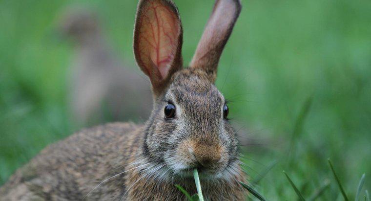 Con Thỏ tạo ra âm thanh gì?