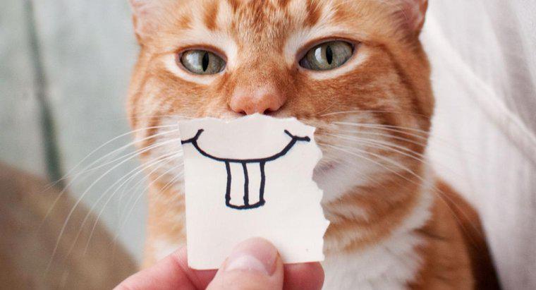 Mèo có thể cười không?
