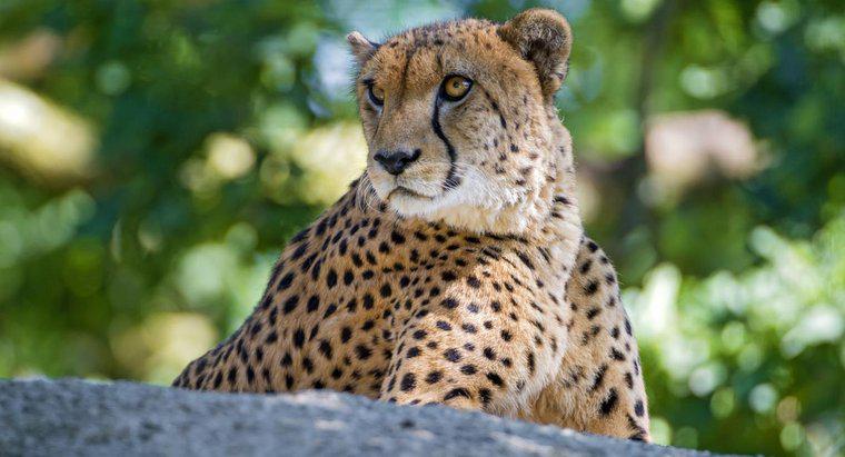 Cheetah sống được bao lâu?