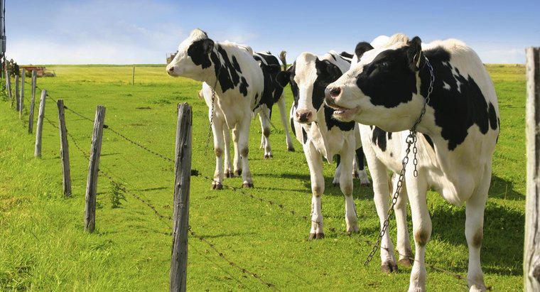 Một con bò Holstein sản xuất bao nhiêu sữa?