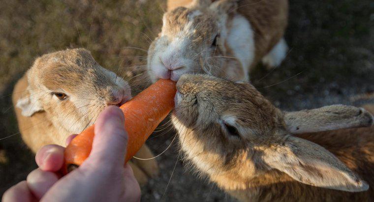 Bạn có thể để thỏ đực và thỏ cái sống cùng nhau không?