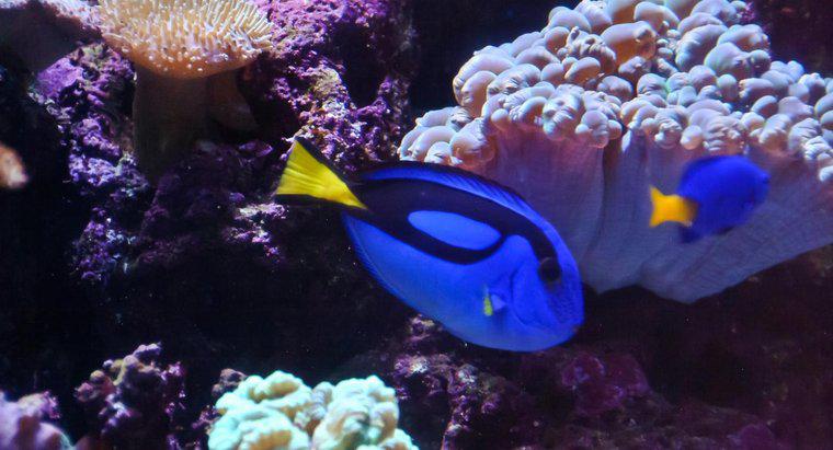 Dory là loại cá nào khi tìm thấy Nemo?
