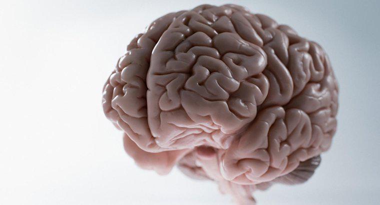 Trọng lượng trung bình của não người là bao nhiêu?