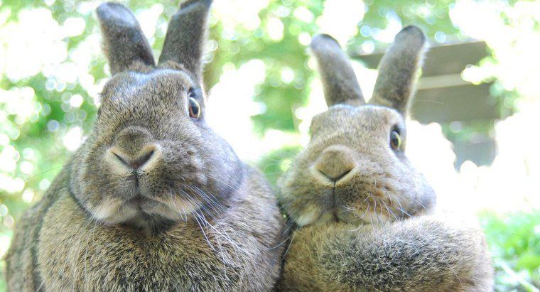 Thỏ có phải là động vật ăn cỏ không?